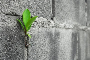 Close up Tree on brick wall