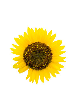 “Child”, Sunflower in Summer