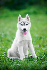 Puppy of Siberian husky sits on green grass