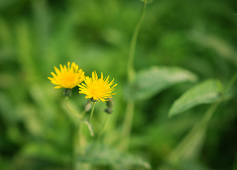 Yellow dandelion flower. Macro with shallow depth of field.