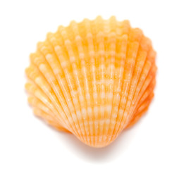 cockle shells