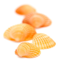 cockle shells