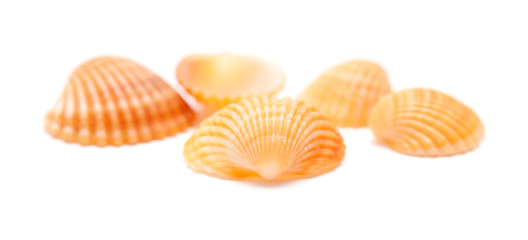 cockle shells
