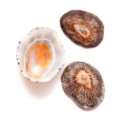 Fototapeta na wymiar limpet shells isolated on white