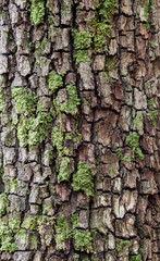 Bark with moss