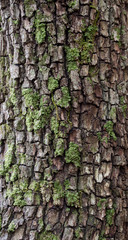 moss on bark