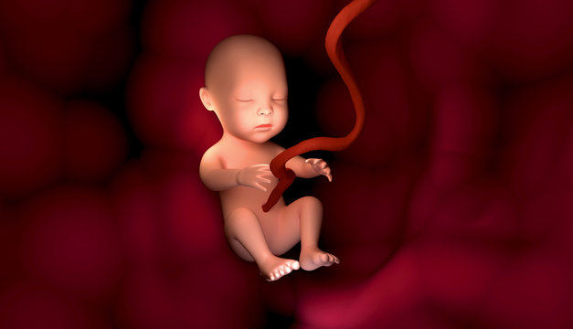 Feto Umano, illustrazione medica