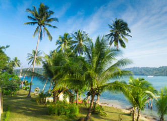 Fototapeta na wymiar Coconut Coast Green Getaway