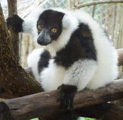 ruffed lemur