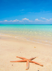 Fototapeta na wymiar On a Beach Starfish called Wanda