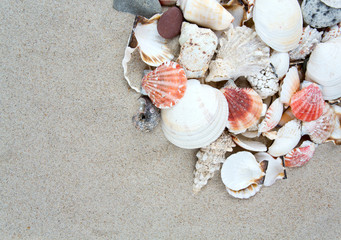 sea shells on sand