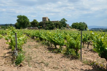Fototapeta na wymiar Spanish plantation of grapevines