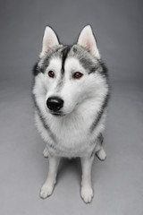 Portrait of siberian husky on gray background
