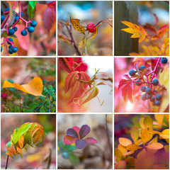 Macro photos of colorful autumn leaves