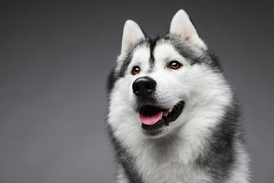 Portrait Of Siberian Husky On Gray Background