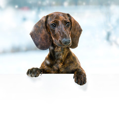 Dachshund With Blank Sign