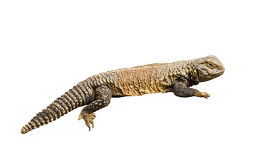Naklejka premium lizard isolated on white background