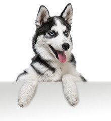 husky dog portrait above white