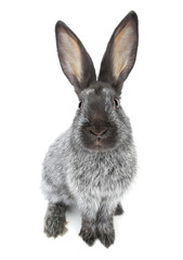 grey rabbit