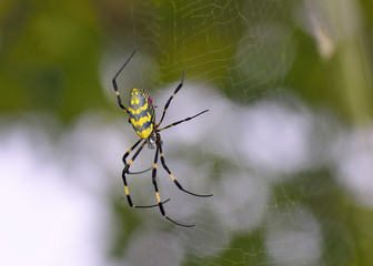 Spider