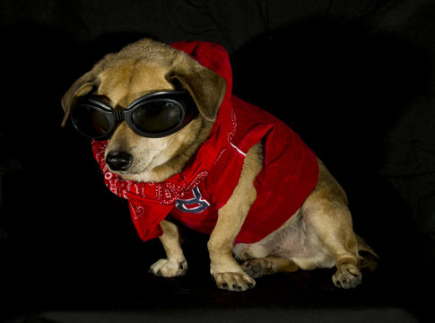 little dog