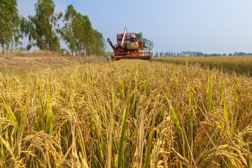 Paddy fields and Harvesting machine in countryside Thailand