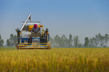 The worker using harvesting machine in the paddy field