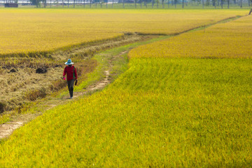 Fototapeta na wymiar Famer walking on rice field