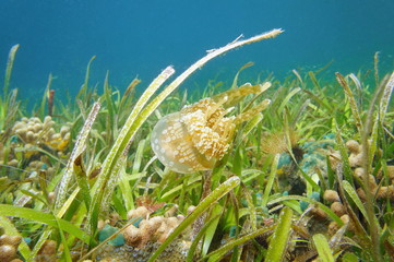 Obraz premium Jellyfish above seabed with seagrass and coral