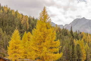 Zernez, Bergdorf, Engadin, Ofenpass, Arvenwald, Herbst, Schweiz