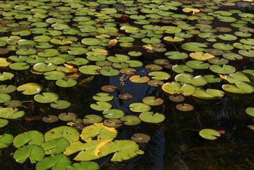 Water lily