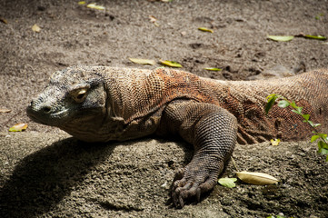 Komodo Dragon