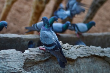 Pigeons