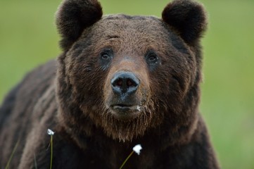 Obraz premium Male brown bear portrait