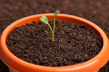 Young sprout