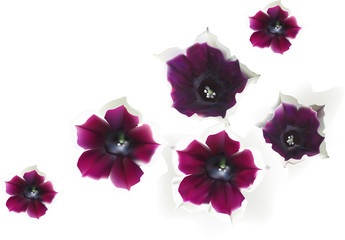 dark purple flowers with white edges