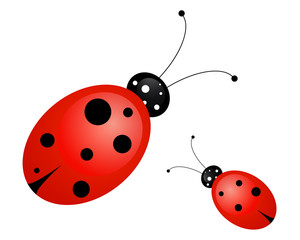 ladybug