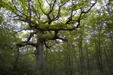 Quercia secolare, Chêne des hindrés, Brocéliande