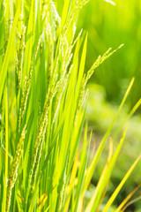 Fototapeta na wymiar Close Up of Rice in Rice Field