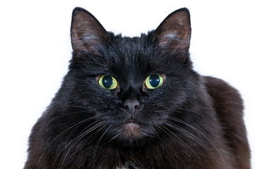Head of a black cat on a white background