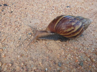 snail on the ground