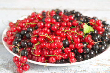 Red and black currant