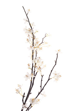 Artificial White Sakura Flower Isolated