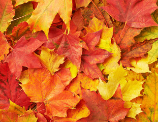 Naklejka na ściany i meble Surface covered with colorful maple leaves