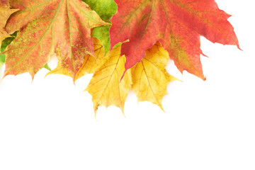 Few colorful maple leaves isolated