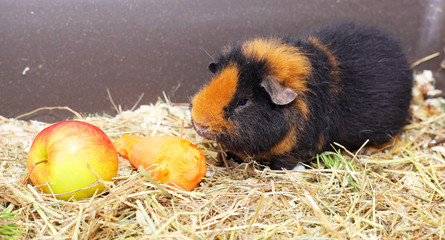 Cavy and food