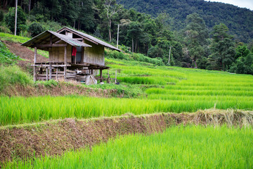 Fototapeta na wymiar Natural Thai rice field in Chiangmai, Thailand