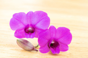Pink orchid on wooden