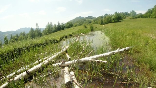 little green mountain lake with dragonflies