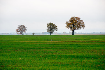 Fototapeta na wymiar green field with trees in the country